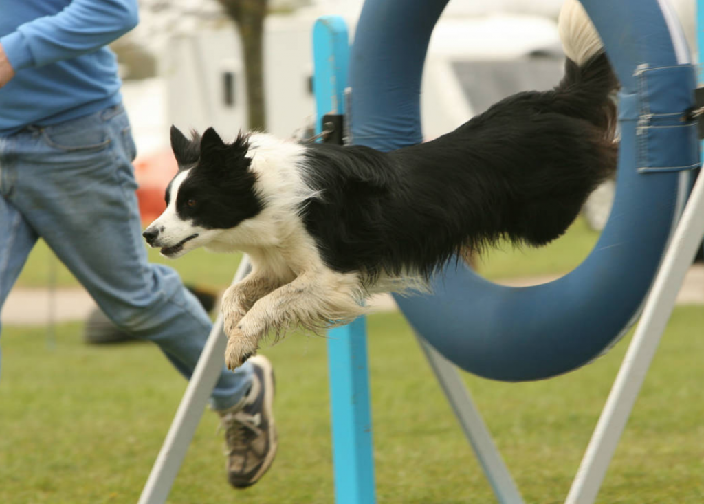 Black and white collie dog jumping through a hoop at the Burghley Horse Trials