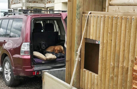 news banner image dogs in van